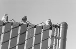 birds on fence